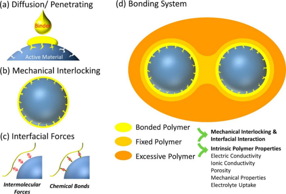 Schematic diagram of bonding mechanism of different binders