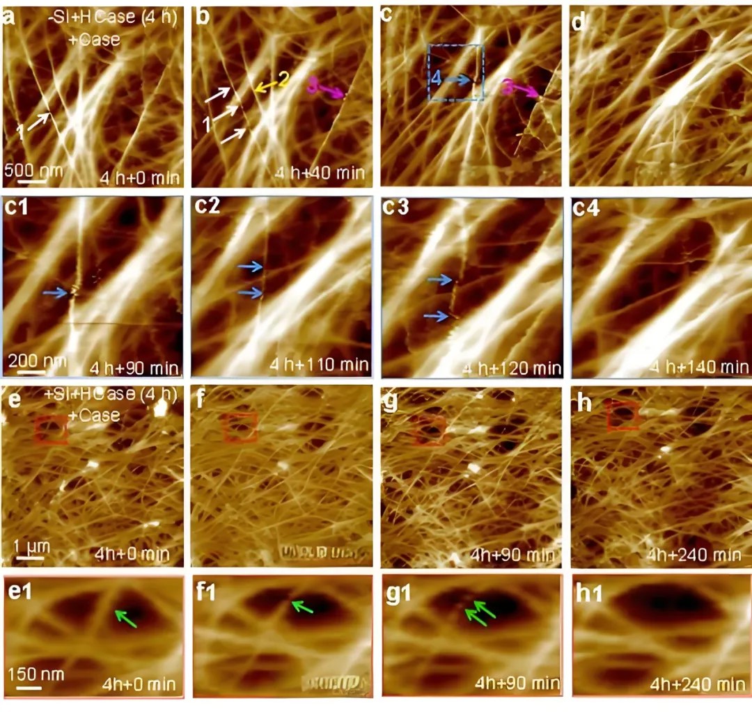 in situ AFM observation of cellulase